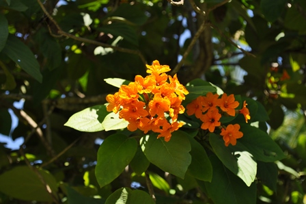 �o�����T�V