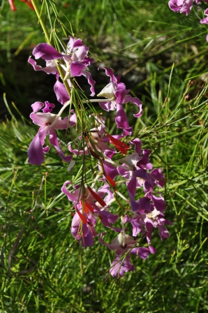 �o�����T�X