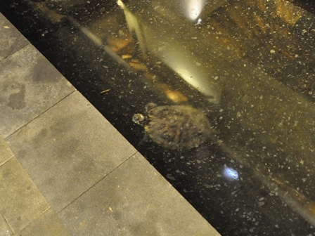 �o�����P�O�P