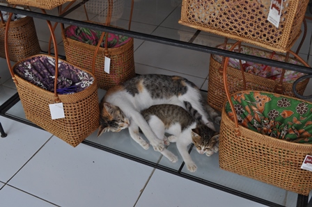 �o�����X