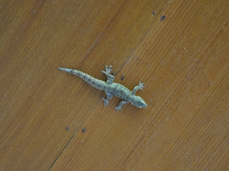 �o�����R�Q