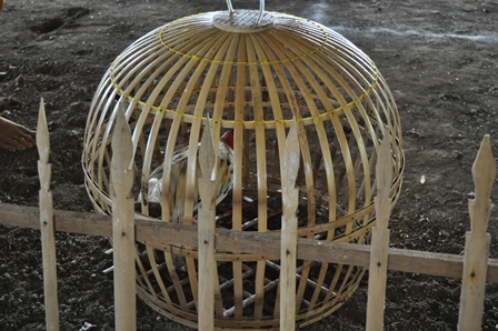 �o�����R�T