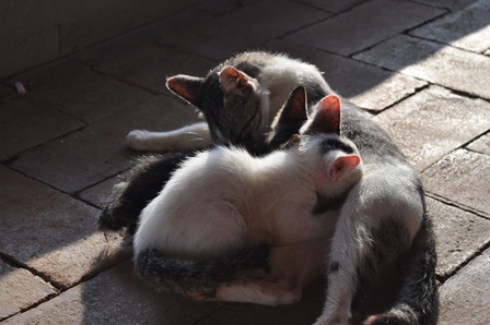 �o�����S�Q