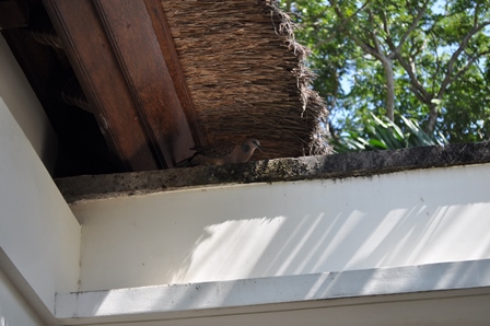 �o�����P