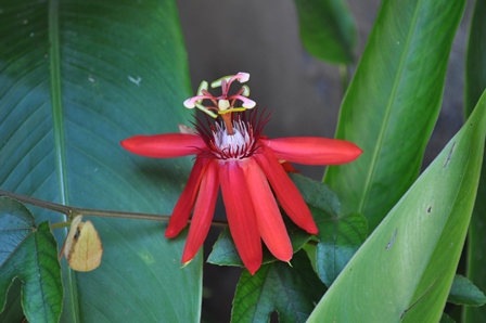 �o�����R