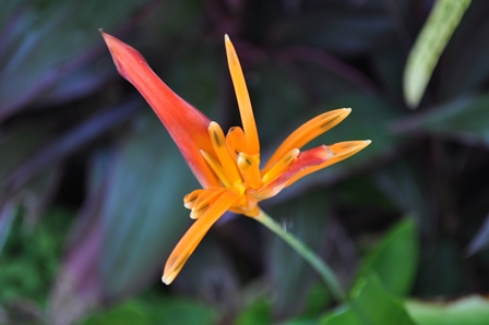 �o�����S