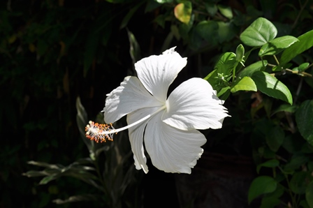 �o�����P�O