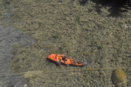 �o�����P�P