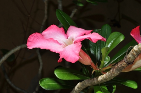 �o�����P�R