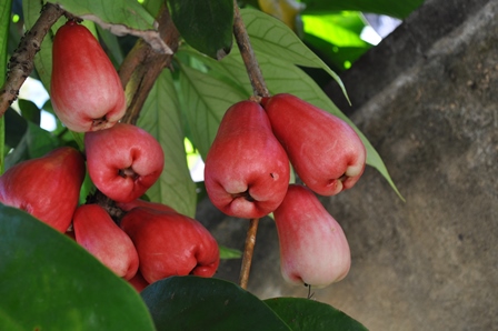 �o�����P�S