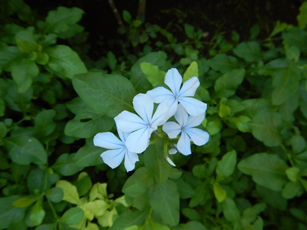 �o�����P�W