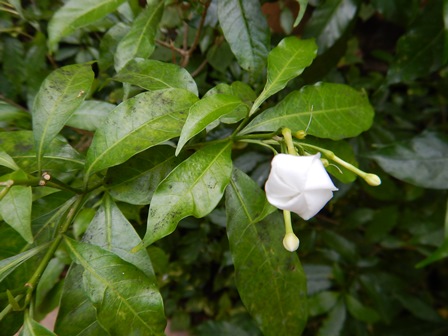 �o�����R�T