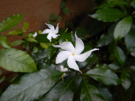 �o�����R�U