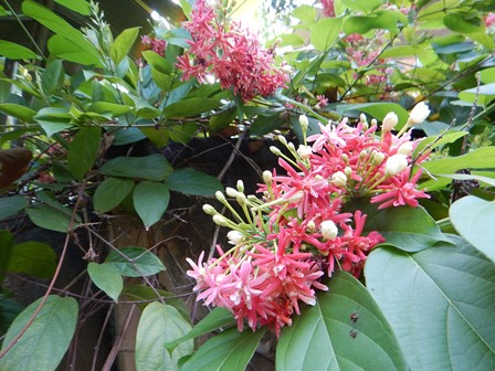 �o�����R�V