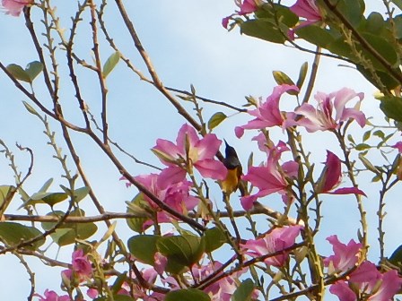 �o�����S�P