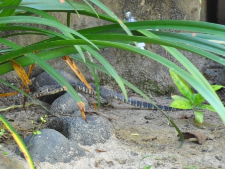 �o�����Q