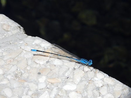 �o�����W