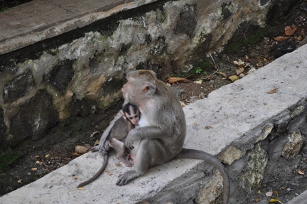 �o�����P�V