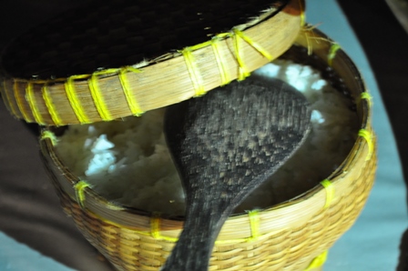 �o�����S�V