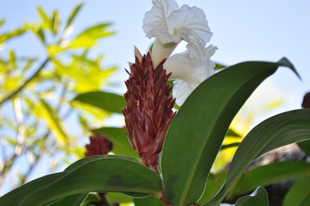 �o�����P�P