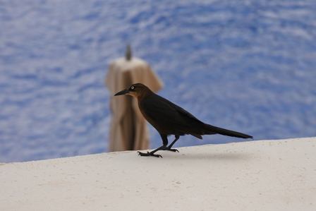 �J���N���R�V