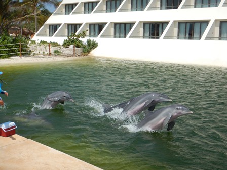 �J���N���T�S