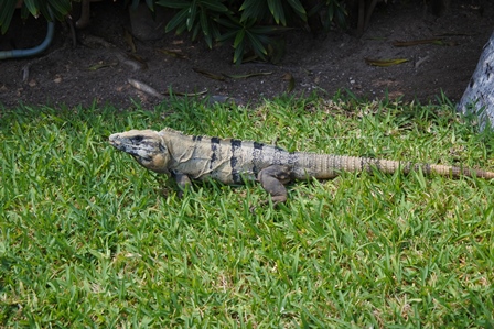 �J���N���U�S