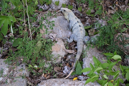 �J���N���R�Q