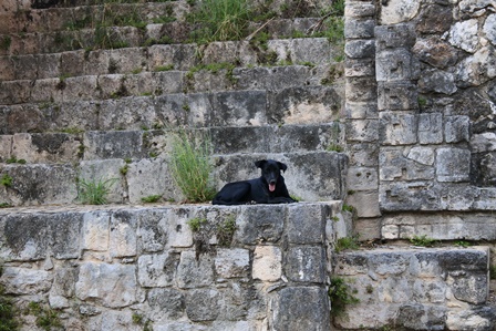 �J���N���V�P