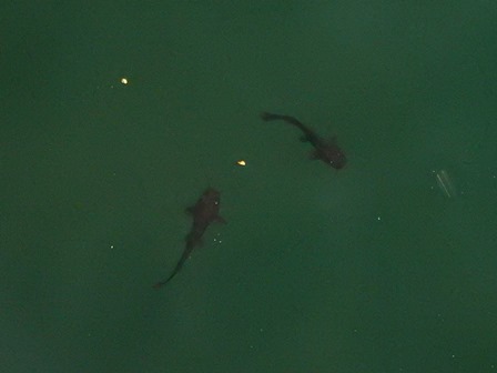 �J���N���P�X