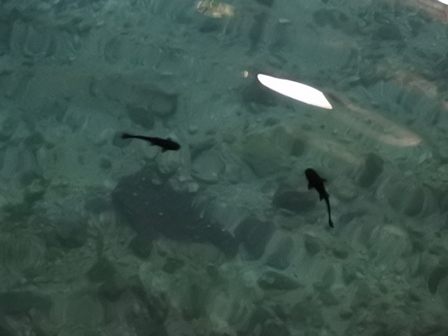 �J���N���Q�W