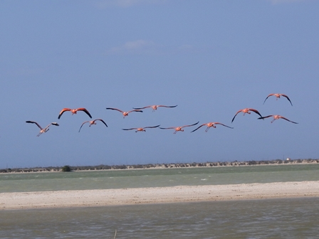 �J���N���S�W