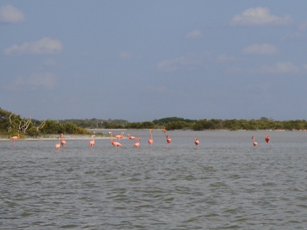 �J���N���S�X