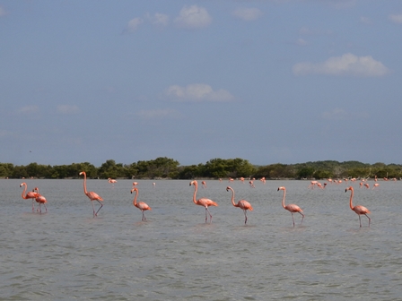 �J���N���T�O