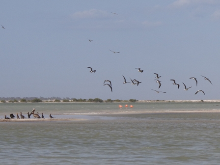 �J���N���T�Q