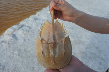 �J���N���T�V