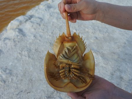 �J���N���T�W