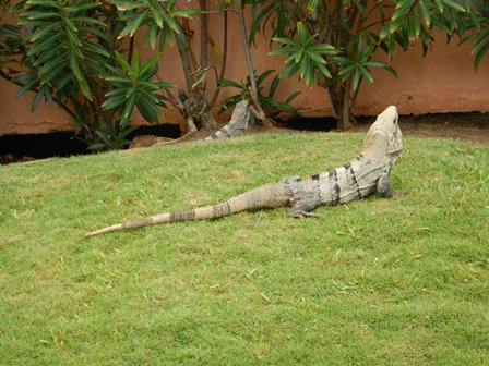 �J���N���P�W