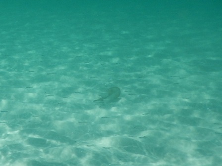 �J���N���P�W