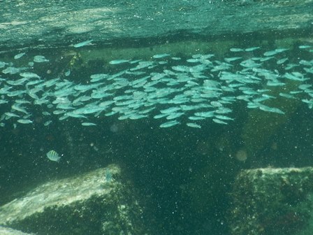 �J���N���P�X