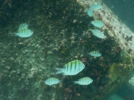 �J���N���Q�O