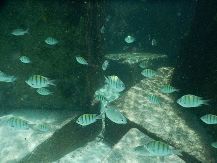 �J���N���Q�P