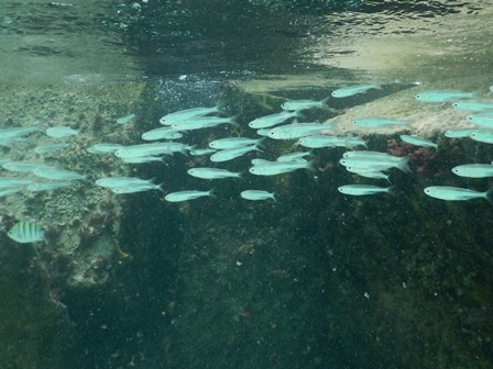 �J���N���Q�R