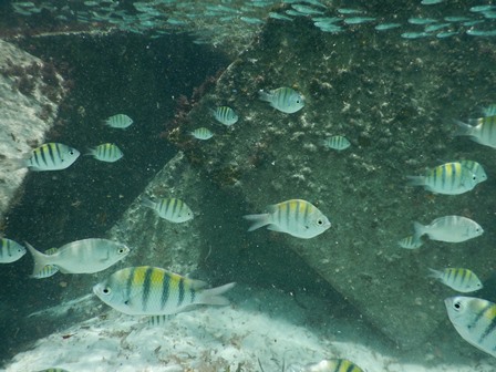 �J���N���Q�S