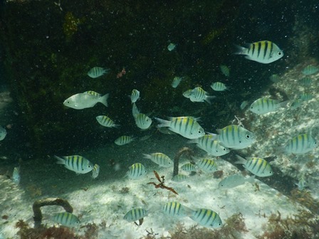 �J���N���Q�U