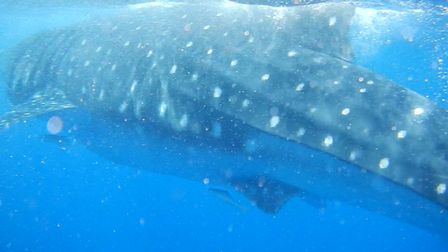 �J���N���P�Q