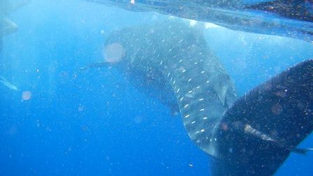 �J���N���P�R