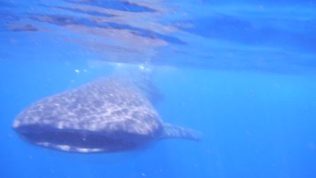 �J���N���P�R