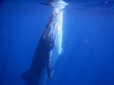 �J���N���P�T