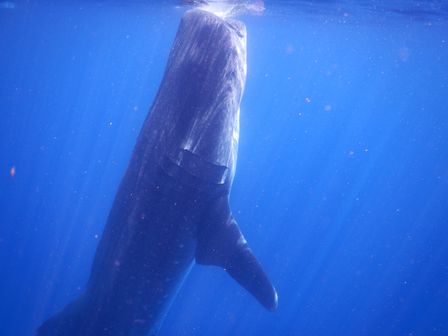 �J���N���P�U